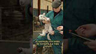 Castração de Cordeiros com Anéis de Borracha Rápido e Simples castraçãoanimal AlicateElastrador [upl. by Kobe413]