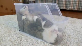 スリムなプラケースで寛ぐねこ。Maru is relaxed in the slim plastic case [upl. by Ttenneb413]