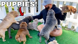 Picking Out My First Dog from Exotic Bully Puppy Farm CUTE [upl. by Jacquenetta]