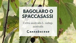 PIANTE SORPRENDENTI CHE NON TROVERAI MAI AL SUPERMERCATO IL BAGOLARO  SPACCASASSI  Hackberry [upl. by Randy262]