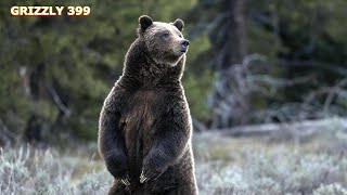 GRIZZLY 399 [upl. by Yenaled]