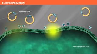 The Mechanism of Transformation with Competent Cells [upl. by Agni]