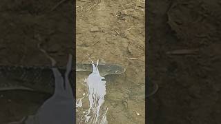 తమ్ముడు చేతితో కొర్రమిను పట్టడు 😳 fishing wildfishing wildlife fishingonline fishingvideo like [upl. by Ahselat]