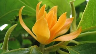 Sampige Magnolia champaca  Joy Perfume Tree [upl. by Yboc245]