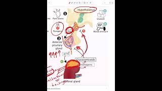 Adrenal Insufficiency  Part 1 [upl. by Oiratno]