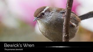 The song of the Bewicks Wren Thryomanes bewickii [upl. by Haliak]