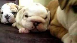 English Bulldog Puppies amp crazy mama [upl. by Naujej]