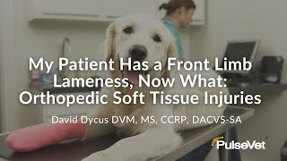 My Patient Has a Front Limb Lameness Now What Orthopedic Soft Tissue Injuries [upl. by Cathie]