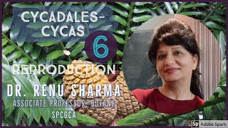 Cycadales  CYCAS Part  6  Dr Renu Sharma [upl. by Ragland]