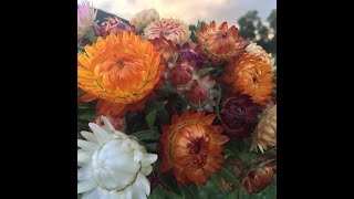 How amp When to Harvest Strawflower [upl. by Ynnahc]