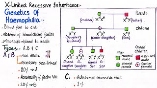 Genetics of haemophilia  X Linked recessive inheritence  class 12 [upl. by Enomis]