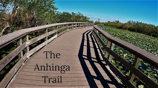 The Anhinga Trail Everglades National Park [upl. by Ysabel716]