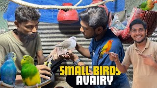 SMALL BIRD AVIARY SET KR LI NEW PARROT BHI AGYE😍 [upl. by Asselam]