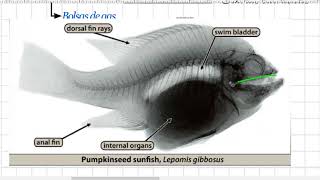 Sistemas respiratorios en peces aves y reptiles [upl. by Yetty]