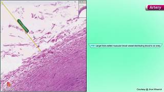 Histology of an Artery  Shotgun Histology [upl. by Chaffin613]