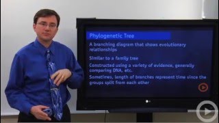 Phylogenetic Tree [upl. by Gloriana207]