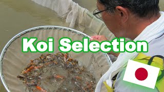 Koi fish selection in Japan  How baby Koi are selected KOI SELECTION GUIDE [upl. by Lewendal903]