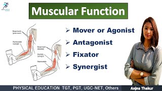 Muscular Function  Group Action of Muscle  Agonist Antagonist Fixator Synergist [upl. by Ailene727]