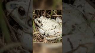 Rare white frog found in India [upl. by Peace]