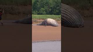 Humpback whale dies on river sandbar whale humpbackwhale novascotia [upl. by Llabmik]