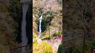 SO MANY WATERFALLS 😍😲 DEVILS BRIDGE FALLS Waterfalls Wales dogwalk [upl. by Born202]