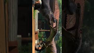 Chaos Theory Season 2 Suchomimus Edit chaostheory fyp dinosaur edit SeedTesterEdits [upl. by Bittencourt410]