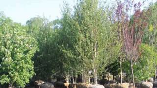 Where to Plant A River Birch Tree [upl. by Hendrik]