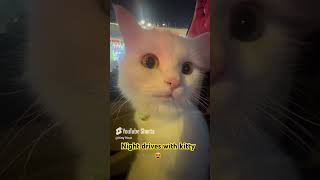 Kitty on the road kitty ontheroad nightout catlover pleasesubscribe [upl. by Hadwyn]