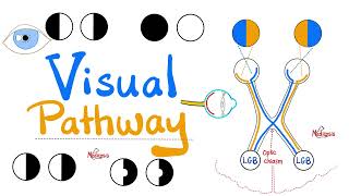 Visual Pathway amp its defects  Optic nerve  Optic Chiasm  Optic tract  Lateral Geniculate Body [upl. by Rooker]