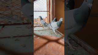 Pigeon Diary [upl. by Christiansen]