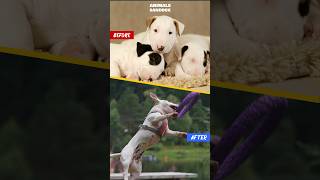 Amazing Animals Transformation Before amp After shorts  Bull Terrier Dog Horse amp Goose [upl. by Sirref]