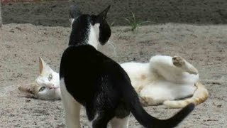 Cat Mating [upl. by Presley]