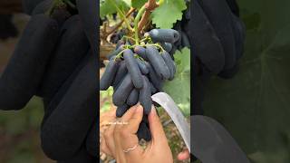 Enjoy Beautiful Chinese Home 🏡 Garden European Grape How To Cutting European Grape 🍇 [upl. by Burton]