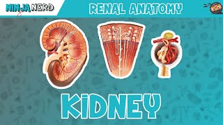 Renal  Kidney Anatomy Model [upl. by Edmee935]