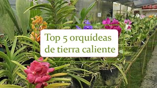 Top 5  Orquídeas de tierra caliente  Alma del Bosque [upl. by Leaj]