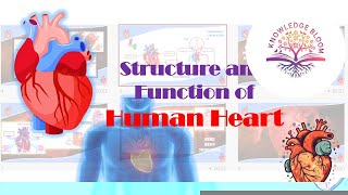 Structure and Function of Human Heart Detailed Overview  Fluids amp Circulation  Biology 11 [upl. by Eiryt139]