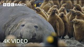 Incredible 4K Nature Scenes Narrated By David Attenborough  BBC Earth [upl. by Eiramnerual]