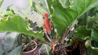 How to grow Anthurium Plowmanii Wave Of Love from seeds [upl. by Buehrer]