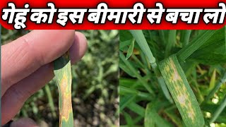 septoria tritici blotch stb of wheat।how to control septoria leaf spot। गेहूं की खतरनाक बीमारी। [upl. by Johann]