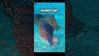 The Mediterranean MORAY EEL  Dangerous BITER 😨 [upl. by Dearman]