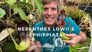 Nepenthes lowii amp Nepenthes ephippiata Two Poop Eating Pitcher Plants [upl. by Nahttam]