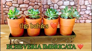 HOW TO HARVEST THE GROWN UP BABIES OF ECHEVERIA IMBRICATA [upl. by Ecnarolf]