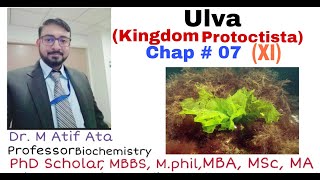 Kingdom Protoctista ULVA XI Chap 7  DR M ATIF ATA [upl. by Ardiekal]