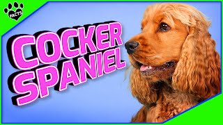 Facts About Cocker Spaniel Dogs 101 [upl. by Elsworth]