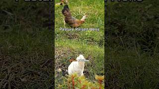 Pasture Raised VS Cage Free 🤔 which is better pastureraised eggs healthyliving themoreyouknow [upl. by Lawrence92]