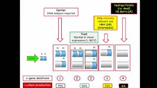 12DaysinMarch Hematology Questions for the USMLE Step One Exam Thalassemia [upl. by Durgy]