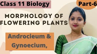 Morphology of Flowering Plants  Androecium  Gynoecium  Part6 [upl. by Retsevlys233]