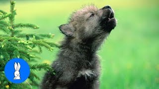 Baby Wolf Pups Howling  CUTEST Compilation [upl. by Hanni875]