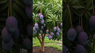 Best Tips for Successfully Growing a Mango Tree from Cuttings garden fruittree [upl. by Arreik]