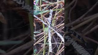 Argiope web ventral view [upl. by Gordie]